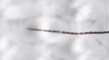 Monochroa sp.